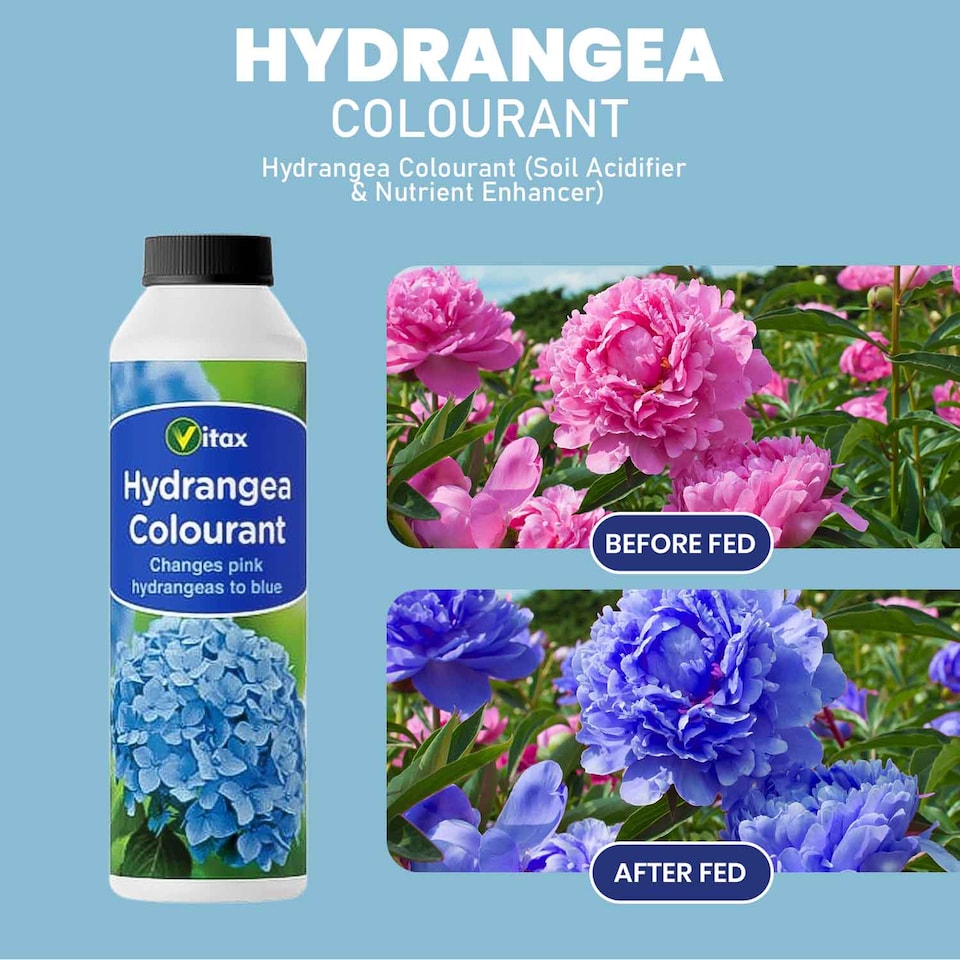 image 1 of Vitax Hydrangea Colourant 500g Pack of 2 Turns Pink Flowers Blue & Mauve Enhances Blooms and Plant Health