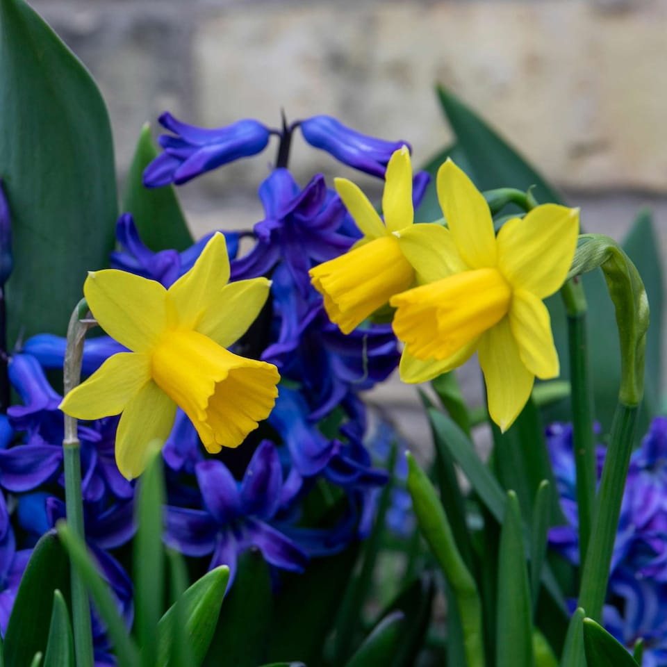 image 1 of Marshalls Garden Dwarf Daffodil Bulbs 'Tete a Tete' - Pack of 20
