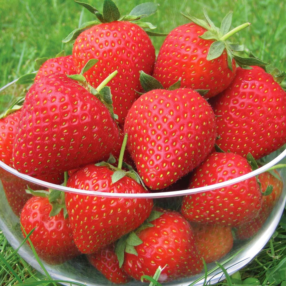 image 1 of Marshalls Garden Strawberry Long-Cropping 3-Variety Collection Early to Autumn 30 bare root