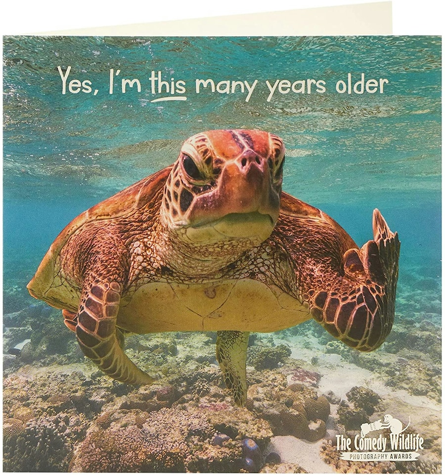 image 1 of The Comedy Wildlife Angry Turtle Blank Inside Birthday Card