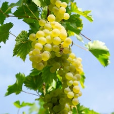 Vitis (Grape) Bianca 15cm Potted Plant x 1