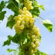 image 1 of Vitis (Grape) Bianca 15cm Potted Plant x 1