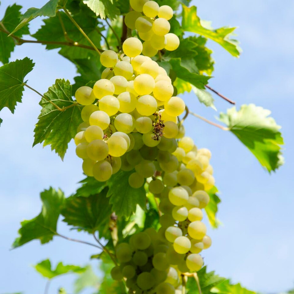 image 1 of Vitis (Grape) Bianca 15cm Potted Plant x 1