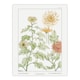 image 1 of Chrysanthemum Flower Vintage Floral Wall Art Print Verneuil 12x16"