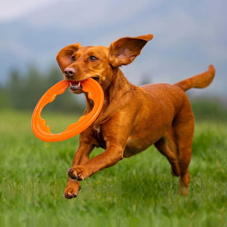 image 1 of BIONIC Toss-N-Tug Turbo Ring Dog Toy