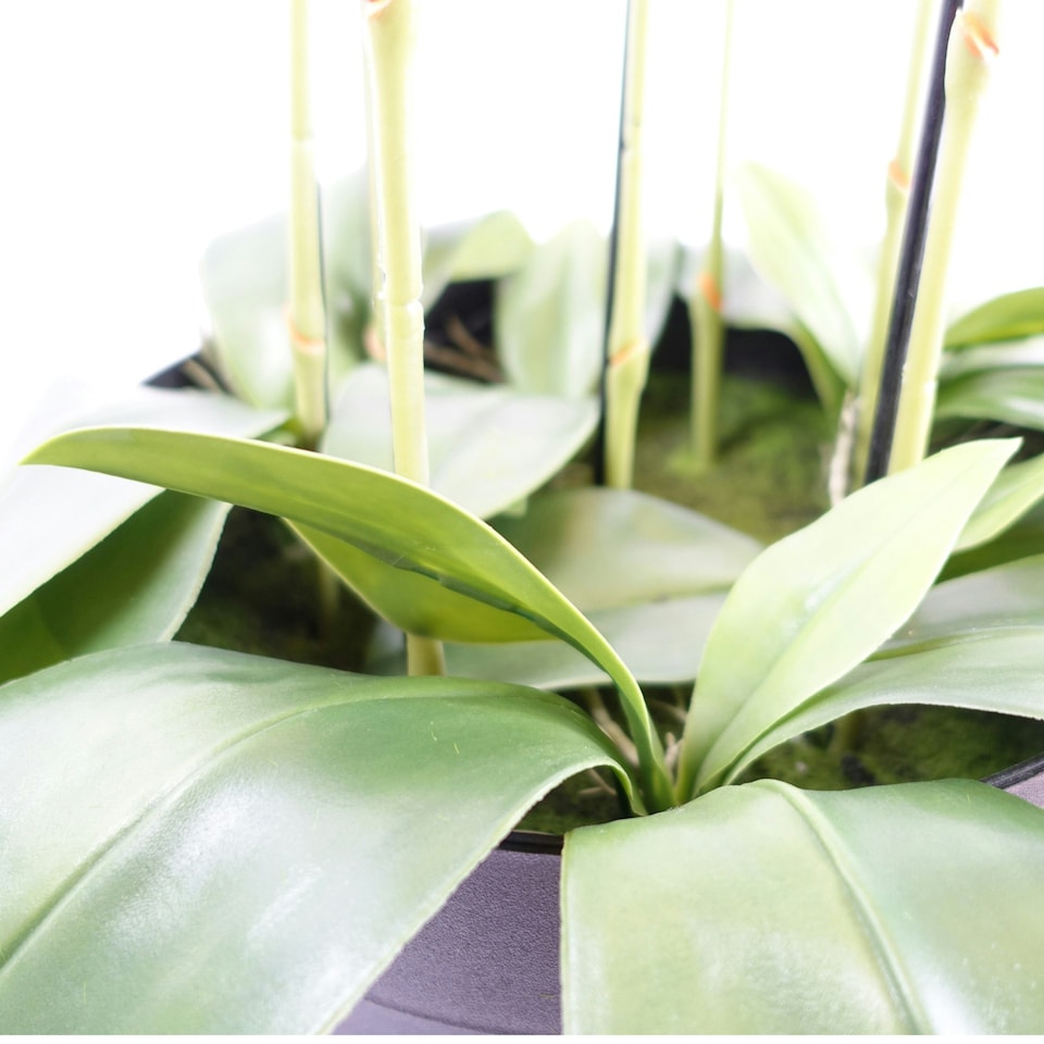 image 1 of Large Black Orchid Plant Artifcial 41 REAL TOUCH flowers Botanik