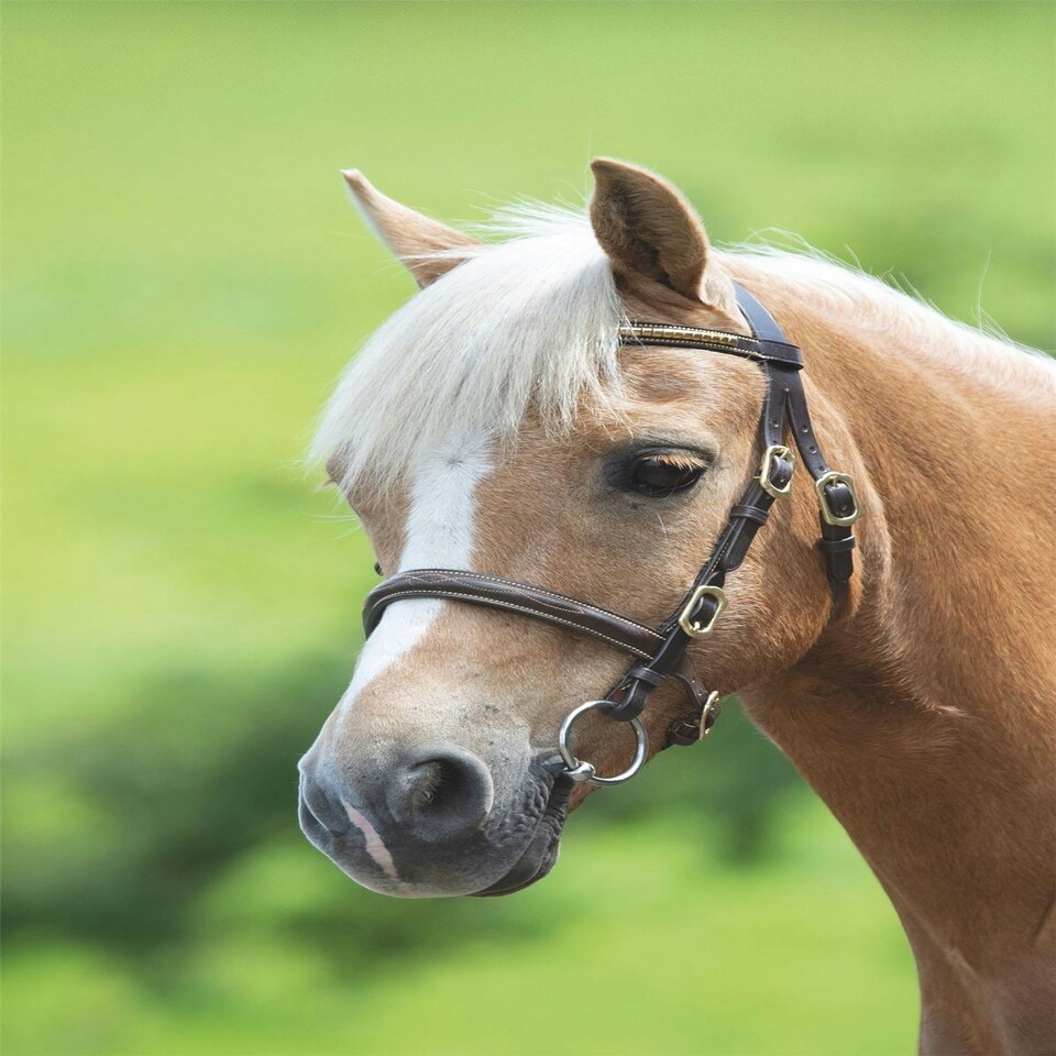 image 1 of Shires Blenheim Clincher Inhand Bridle Brown | Size: Cob
Colour: H.Brown