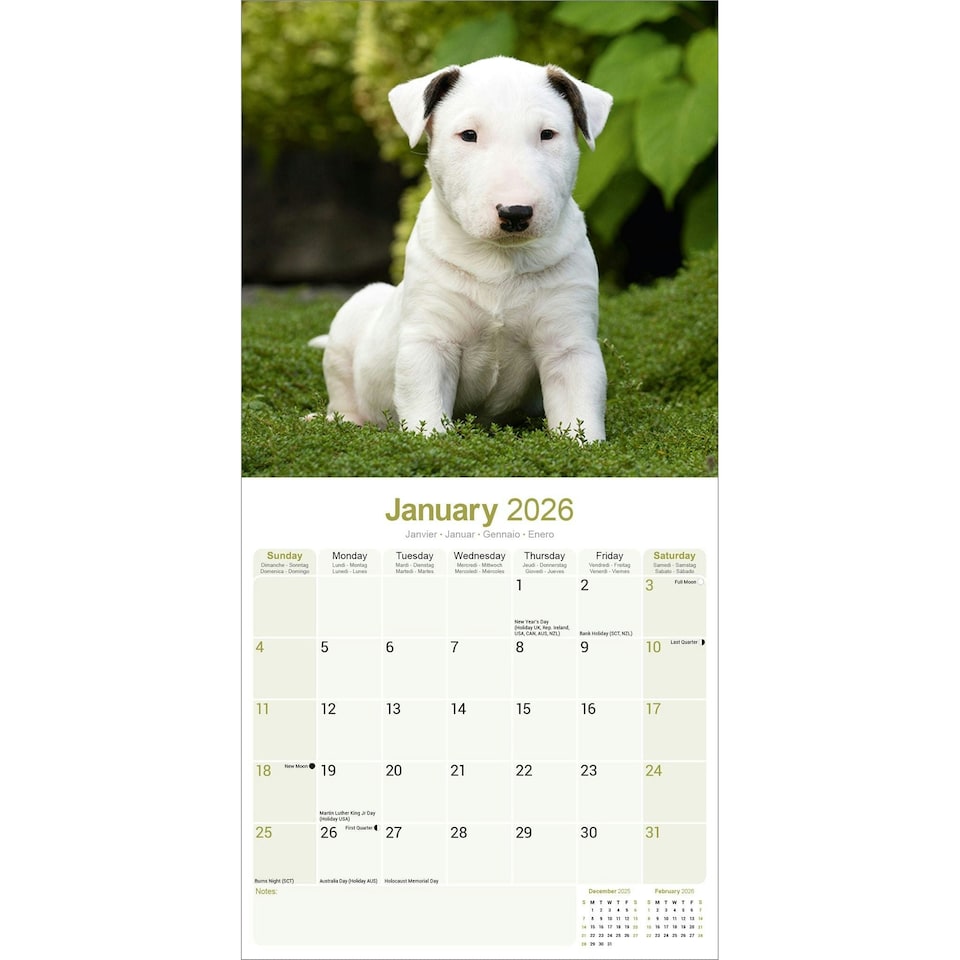 image 1 of Bull Terrier 2026 Calendar | Square Wall Calendar | Dog Breed Gift | Plastic Free Packaging | by Avonside Publishing