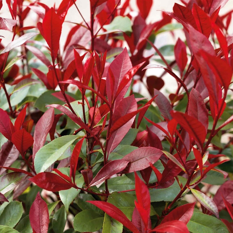 image 1 of Photinia 'Red Robin' 3 x 9cm potted shrub - evergreen with bright red spring foliage