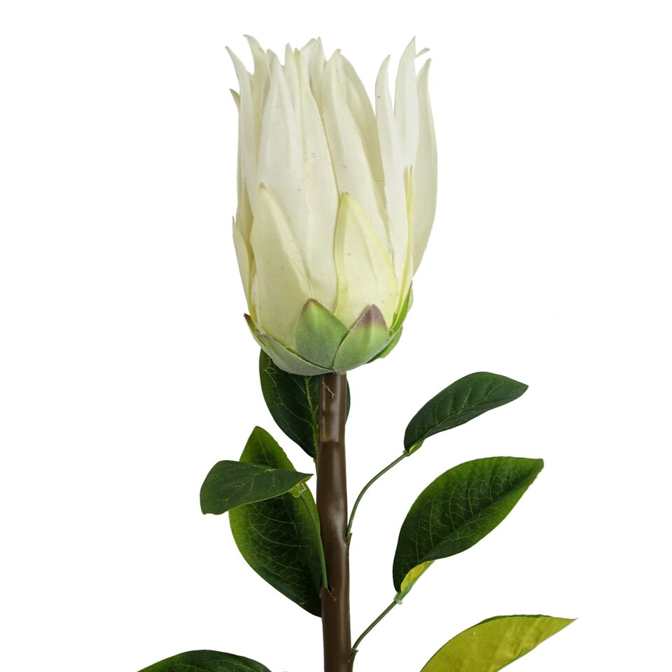 image 1 of 65cm Protea Sugarbush Flower Stem - White