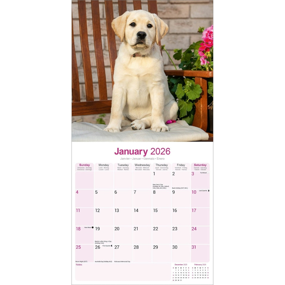image 1 of Yellow Labrador Retriever 2026 Calendar | Square Wall Calendar | Dog Breed Gift | Plastic Free Packaging | by Avonside Publishing