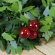 image 4 of 2m Christmas Holly with Red Berries Tinsel / Garland