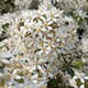 image 7 of Marshalls Garden Choisya 'White Dazzler' - 3 x 9cm potted shrubs