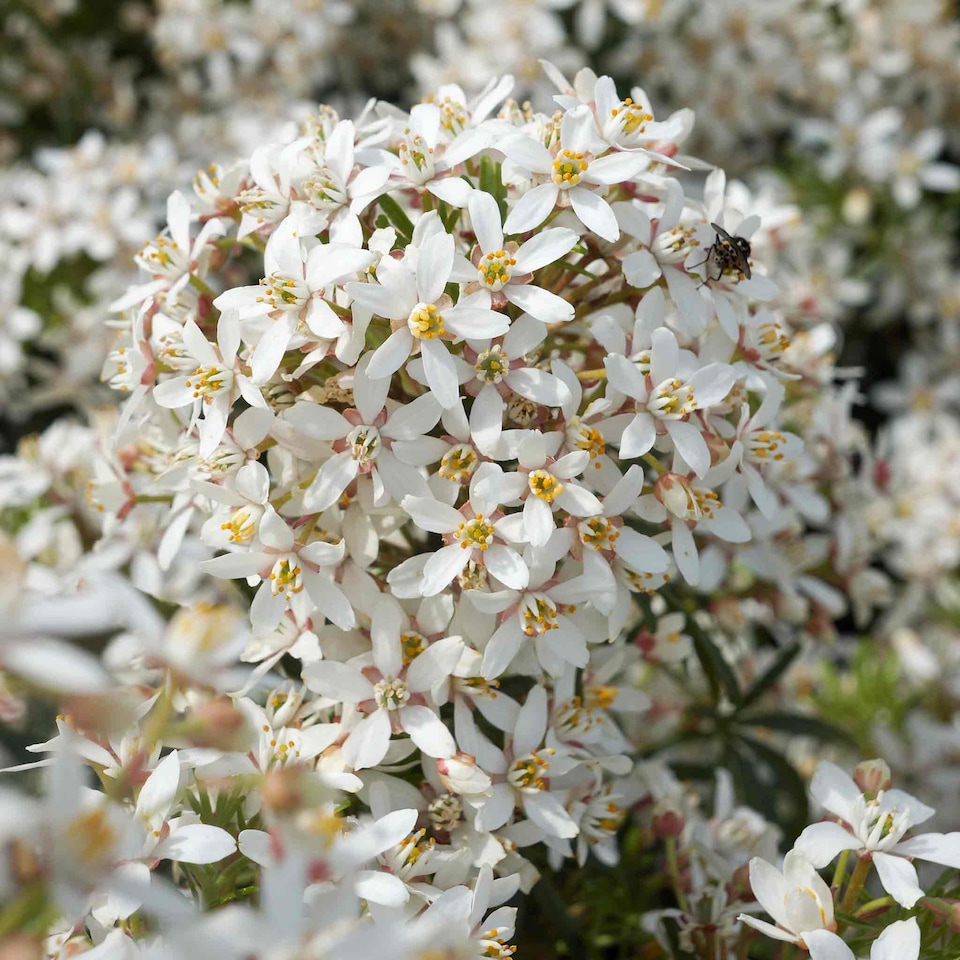image 1 of Marshalls Garden Choisya 'White Dazzler' - 3 x 9cm potted shrubs