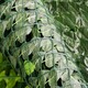 image 2 of Primrose Artificial Ivy Leaf Screening Hedge Roll Privacy Screen W3m x H1.5m