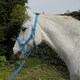 image 2 of Rhinegold Carnival Headcollar & Rope Blue | Colour: Blue Check
Size: Full