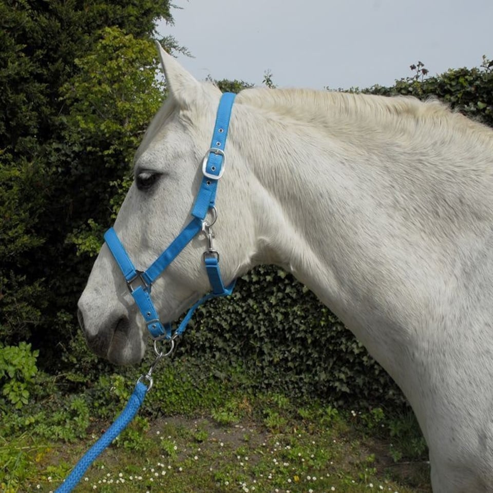 image 1 of Rhinegold Carnival Headcollar & Rope Blue | Colour: Blue Check
Size: Full