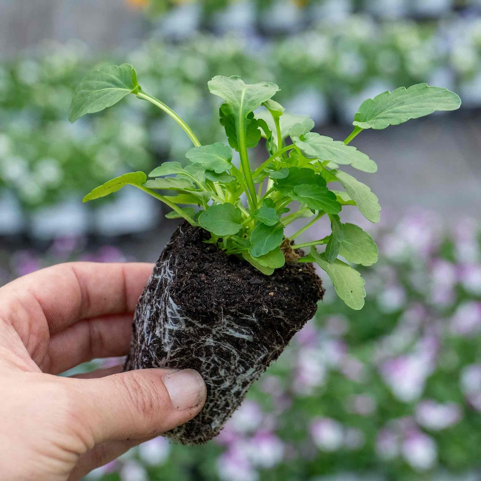 image 1 of Viola 'Sorbet Mix' - Garden-ready plugs, winter to early spring blooms