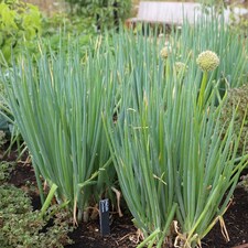 Set of 3 Welsh Onion Herb Plant Allium Fistulosum 9cm Pot | Green | Green | 9cm Pot | 3