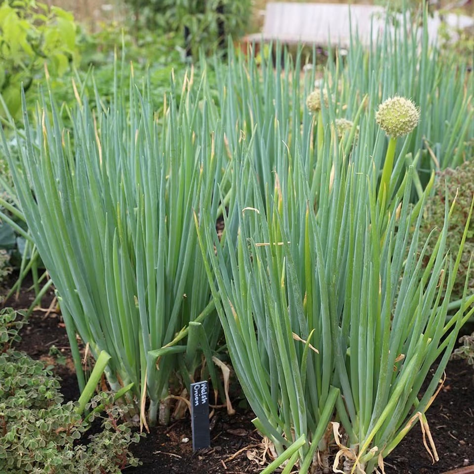 Set of 3 Welsh Onion Herb Plant Allium Fistulosum 9cm Pot | Green | Green | 9cm Pot | 3