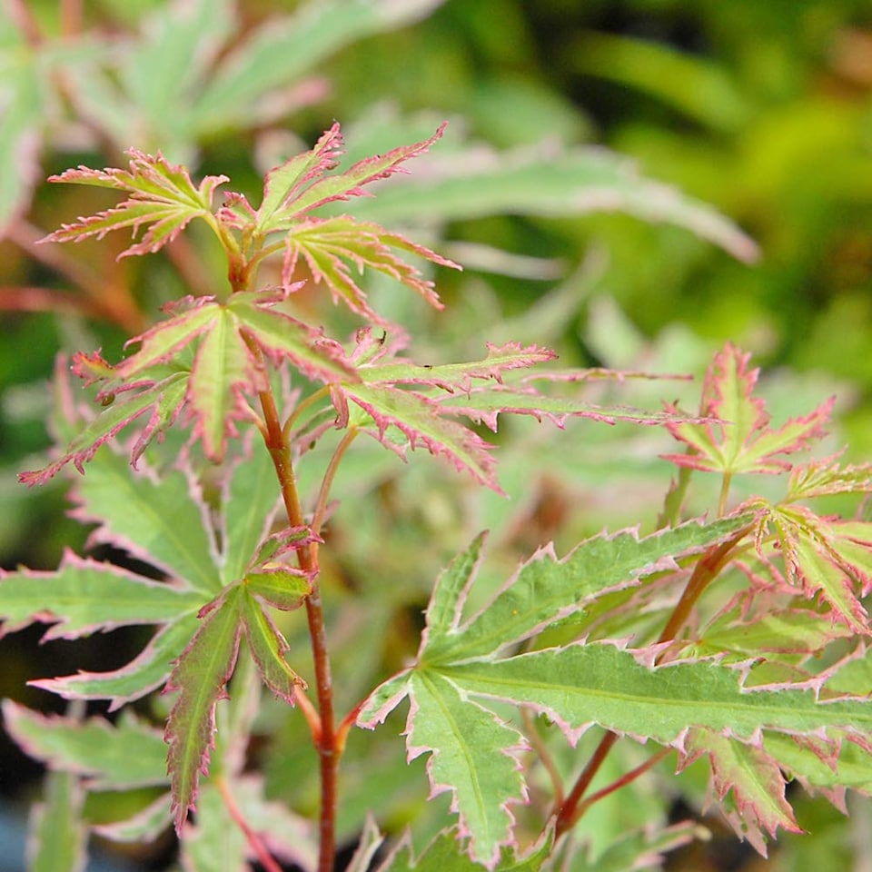 Acer Palmatum Butterfly 10.5cm Pot x 1