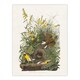 image 1 of Meadowlark Bird False Foxglove Audubon Huge Wall Art Poster Print 24X32"