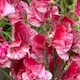 image 3 of Heirloom Fragrant Climbing Sweet Pea Queen of The Isles - Red White Blooms Cottage Garden Classic Thompson & Morgan