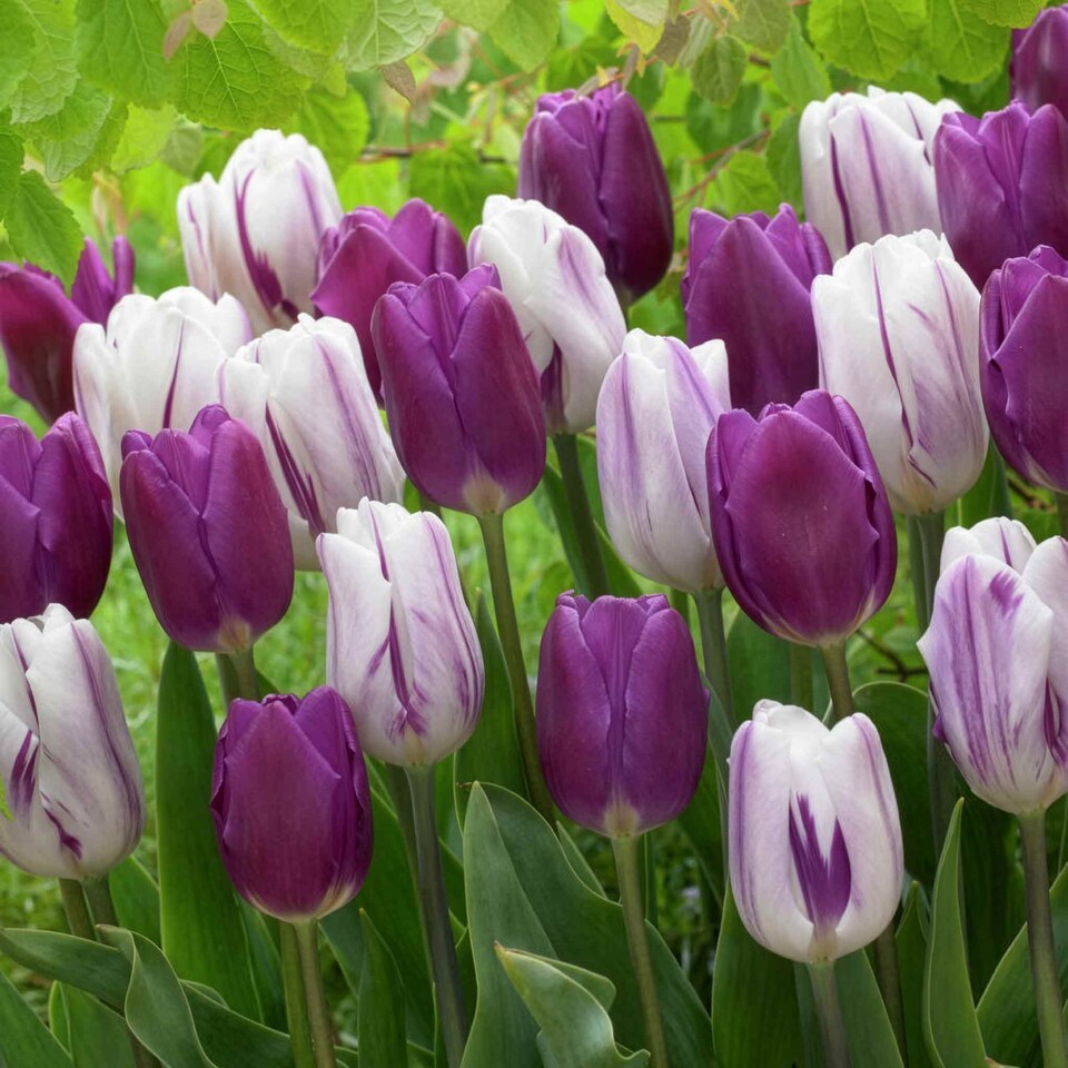 image 1 of Tulip 'Atlantic Mix' - 20 Bulbs, Cool Pink Purple White Spring Tulips
