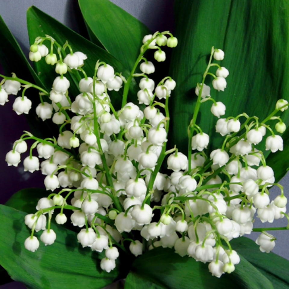 image 1 of YouGarden Lily of the Valley Perennial Plants, Set of Three Established Plants in 9cm Pots, Favourite Plant of Queen Elizabeth