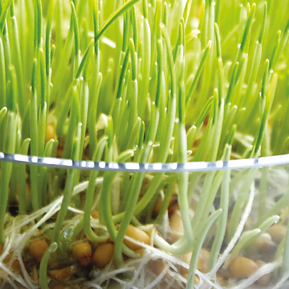 image 1 of Unwins Sprouting Seeds Wheatgrass Seeds