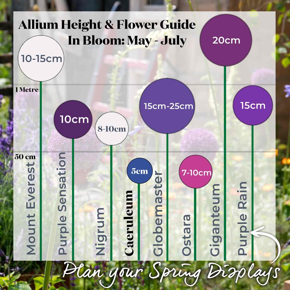 image 1 of Marshalls Garden Allium 'Caeruleum' Bulbs 20-Pack