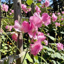 Carbeth Plants 3 x Pink Sweet Pea Plant in 9cm Pot - Fragrant Climbing Flowers - Ideal for Trellis, Arches & Cottage Gardens | Pink
