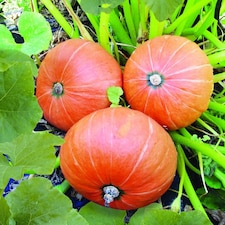 Amazonka Pumpkin Edible Vegetable Garden Plant Sweet Culinary Easy Grow Hardy UK Conditions Perfect for Cooking Baking 1x Seed Pac