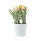 image 1 of Homescapes Pink & Cream Artificial Tulips in White Decorative Pot, 22 cm Tall