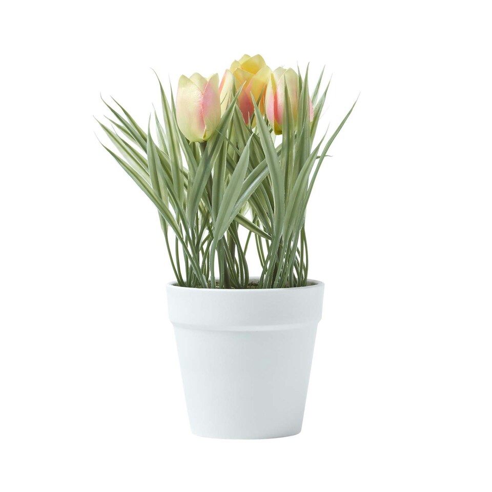 image 1 of Homescapes Pink & Cream Artificial Tulips in White Decorative Pot, 22 cm Tall