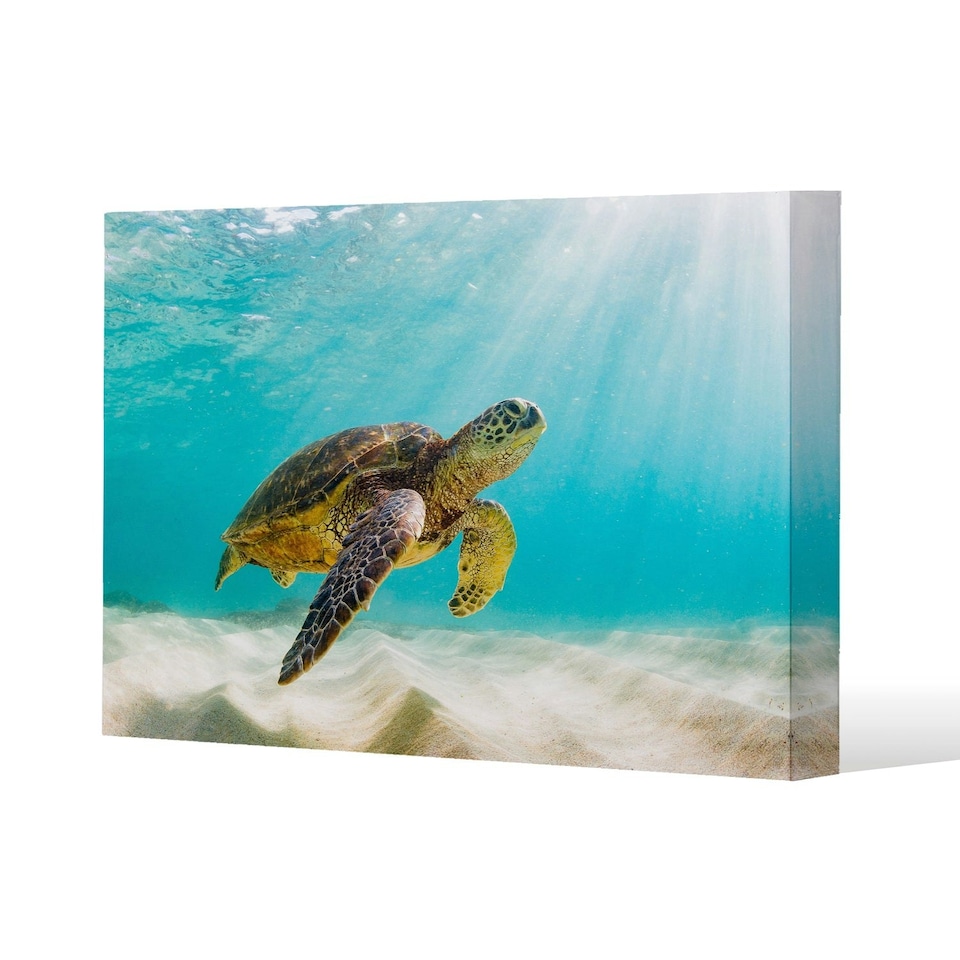 image 1 of photo of Sea turtle in the Galapagos island (Canvas Print)