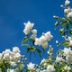 image 3 of Marshalls Garden Philadelphus Virginal Fragrant White Double Flowering Shrub 9cm
