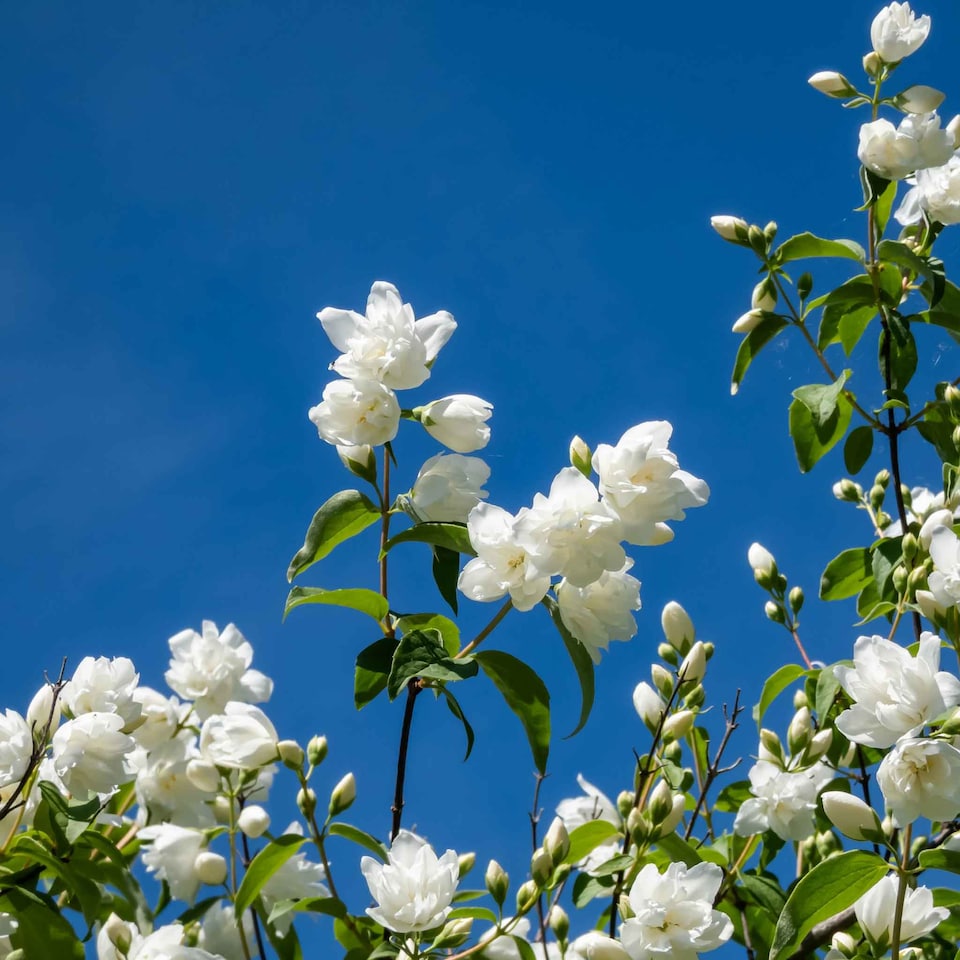 image 1 of Marshalls Garden Philadelphus Virginal Fragrant White Double Flowering Shrub 9cm