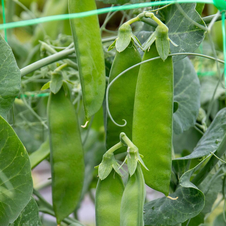 image 1 of Marshalls Garden Mangetout Pea Seeds 'Delikata' 200 seeds