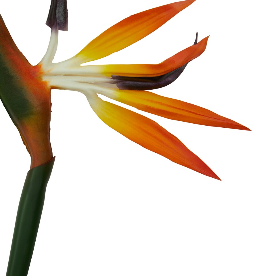 image 1 of Interiors by Premier Bird of Paradise – 92cm, Exotic Faux Flower With Bold Orange And Purple Petals, Adds A Tropical Touch