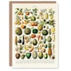 image 1 of Nouveau Larousse Illustre Art Card Fruits and Vegetables