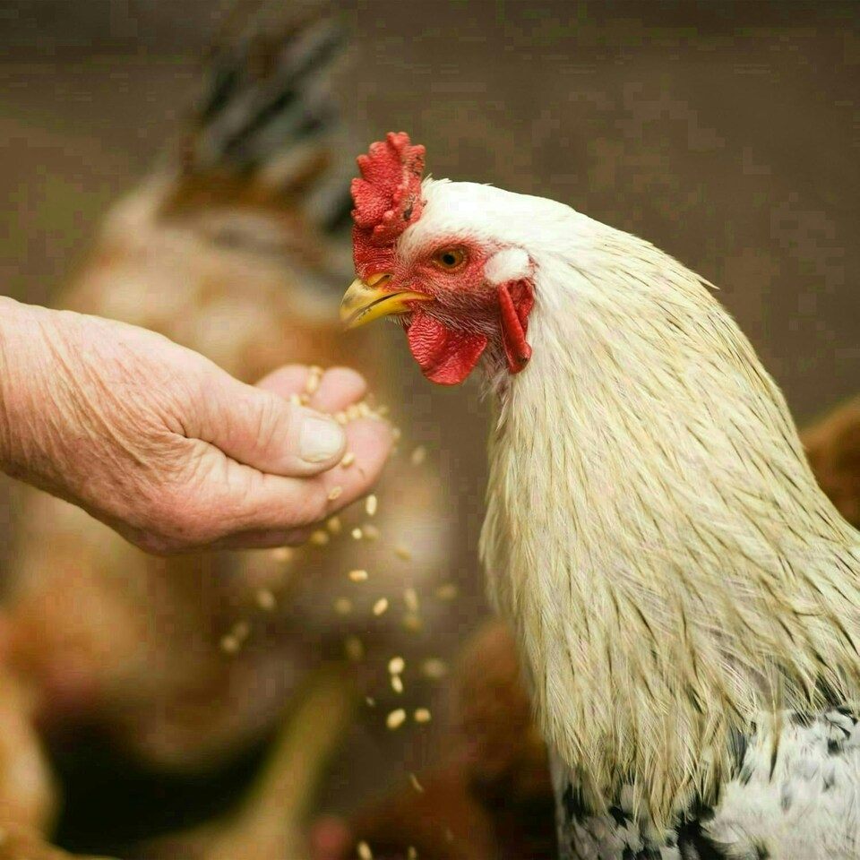 image 1 of Copdock Mill Poultry Gold Chicken Feed 20kg Highly Nutritious Premium Chicken Food  Contains Layers Pellets Chicken Grit & Oyster Shells for Chickens