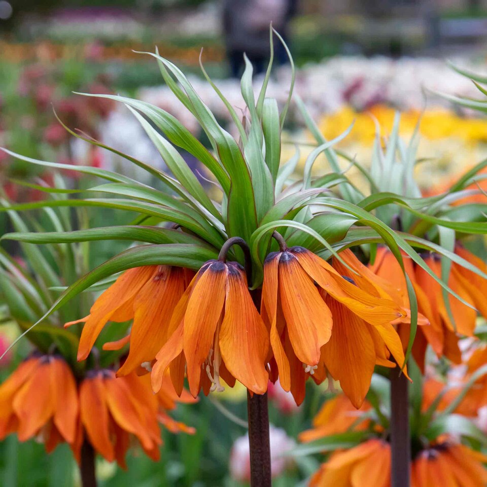 image 1 of Marshalls Garden Fritillaria imperialis 'Rubra' (Crown Imperial) 3 Bulbs