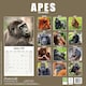 image 2 of Apes 2026 Calendar | Square Wall Calendar | Animal Gift | Plastic Free Packaging | by Avonside Publishing