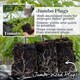 image 6 of Tomato Indoor Collection - Ailsa Craig, Big Daddy & Gardeners' Delight 3 x 9cm