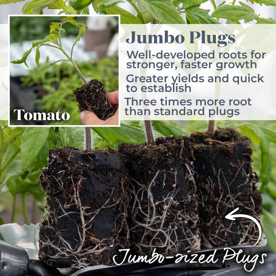 image 1 of Tomato Indoor Collection - Ailsa Craig, Big Daddy & Gardeners' Delight 3 x 9cm