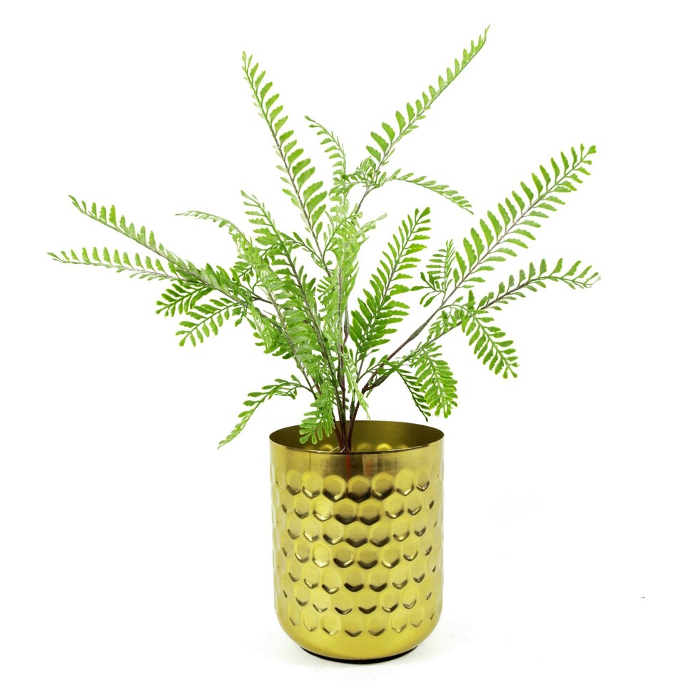 image 1 of 55cm Himilayan Maidenhair Fern Bush Light Green Plant