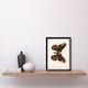 image 2 of Sherman Denton Framed Wall Art Cecropia Moth Vintage Illustration Home Décor