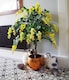 image 5 of Artificial 120cm Yellow Flowering Wisteria Tree