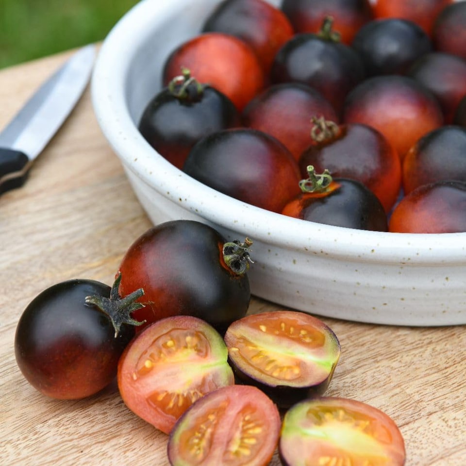 image 1 of Akoya F1 Tomato: Glossy Black Cocktail, Blight Resistant, Bush Variety, Flavoursome - 1 Packet